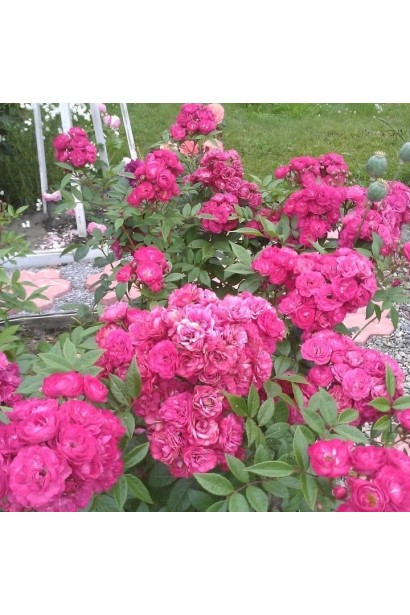 Мускусний гібрид Дінкі 